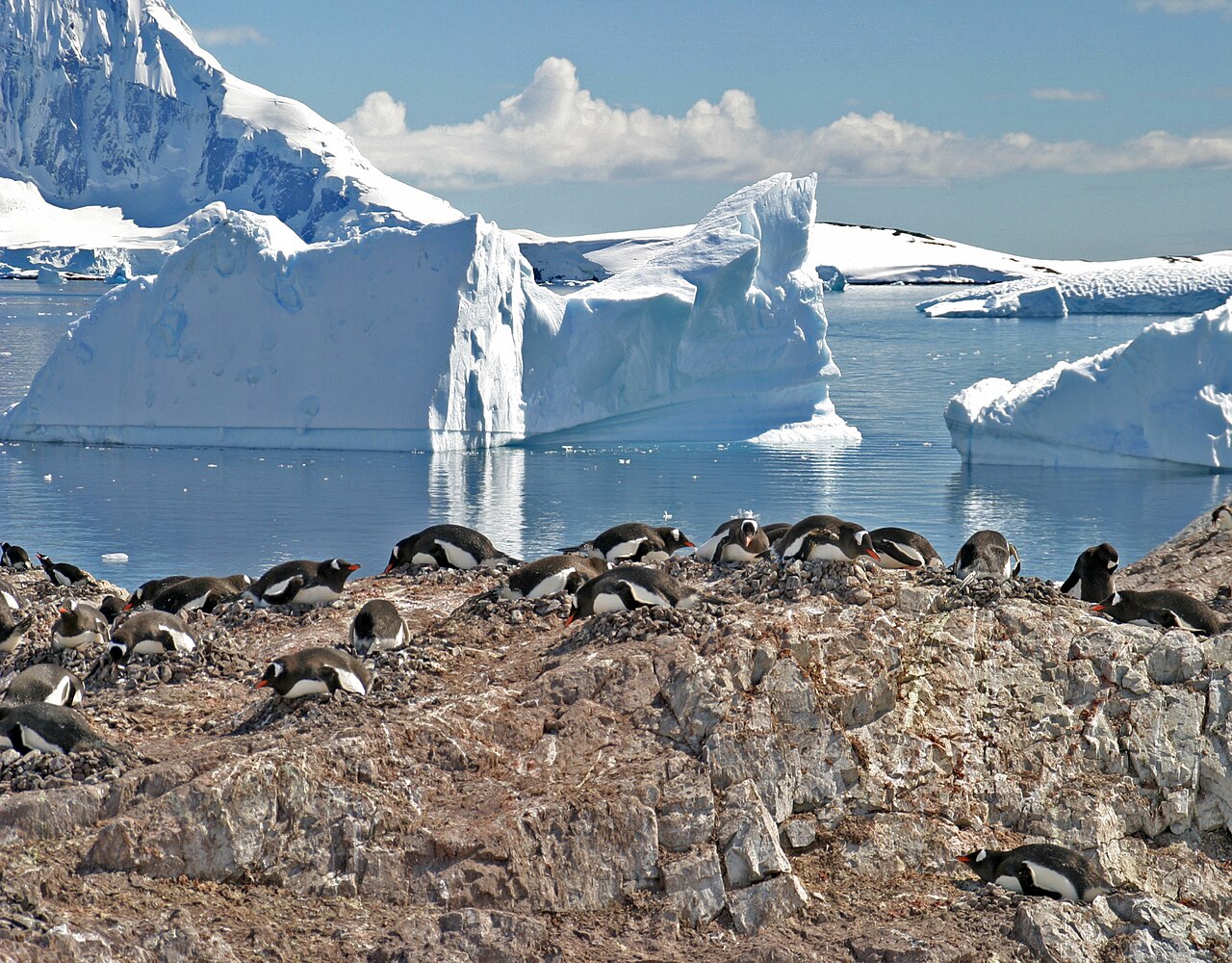 Gentoo penguin breeding colony nesting on rock with icebergs in the background, Antarctica